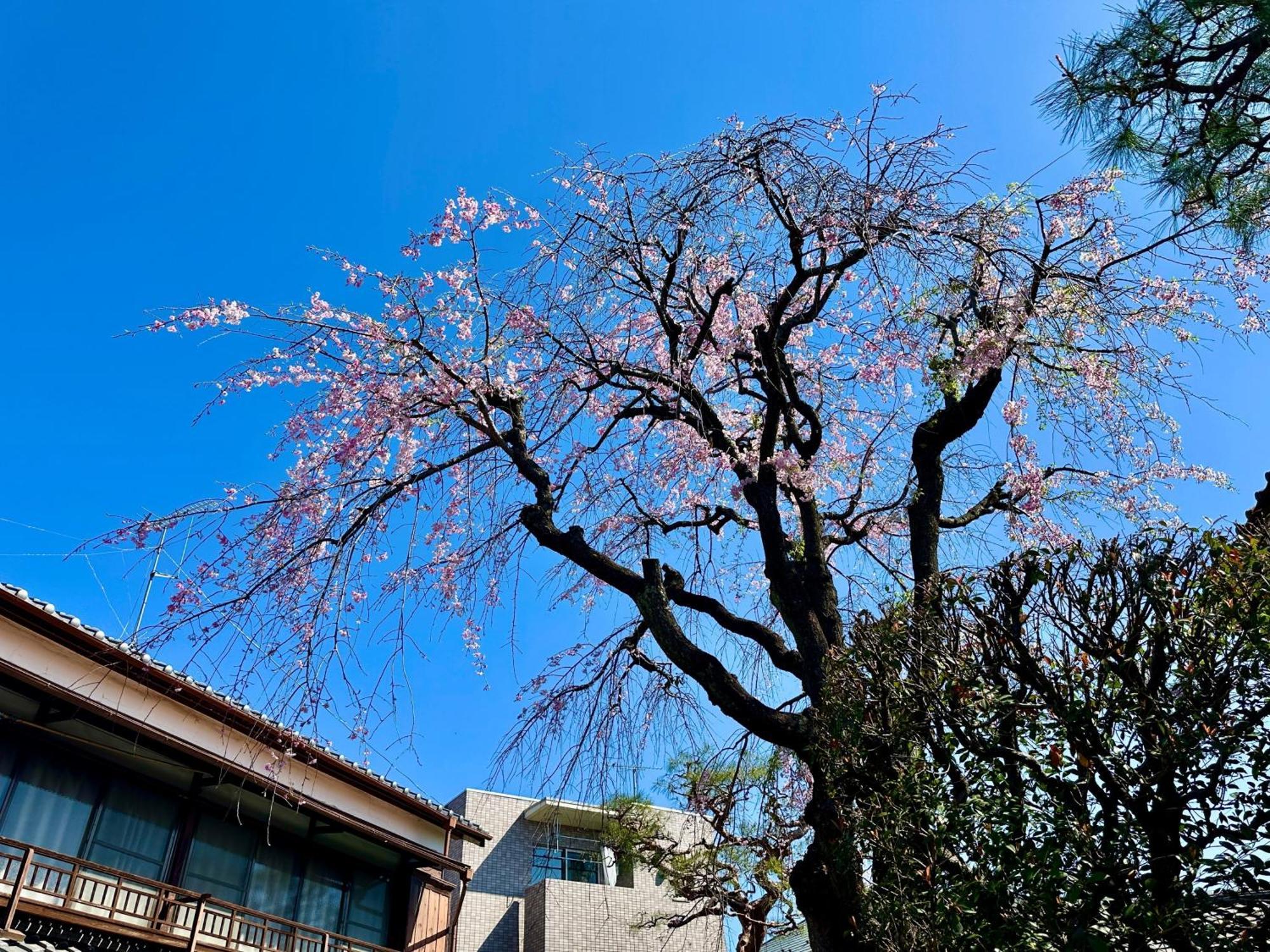 Family Or Business Travel 20 Percent Off丨200 Sqm 丨 14 Min To Shinjuku 丨century-old Japanese Garden 丨3 Parking Spaces丨4 Bedrooms * Tokio